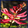 A spike of red tubular flowers