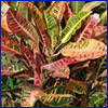 Crotons are tropical foliage plants with colorful leaves