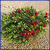 A very small bottlebrush shrub with plenty of bright red bristly blossoms