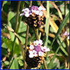 A super close view of the teeny tiny flowers of fruit fruit, a groundcover.