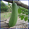 A dangling green luffa squash, resembling a cucumber