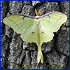 A luna moth with pale green-yellow wings and a distinctive tail-like shape at the hind part of the wings