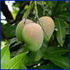 Three fuzzy pinkish-green not quite ripe mangos on the tree