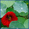 Red nasturtium flower peeking out from its lilypad like foliage