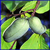 light green kidney shaped fruit