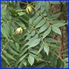 Foliage and fruit of the pecan tree