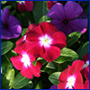 Magenta pink periwinkle flowers