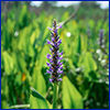 A small spike of purple flowers with many green spear-shaped leaves in the background