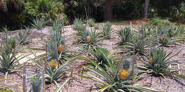 Several pineapple plants growing with wire cages around the ripening fruit to protect it from wildlife.