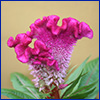 Magenta pink celosia flower