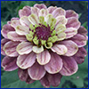 Dusty purple zinnia flower