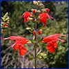 Red flowers of scarlet salvia