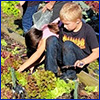 Boy crouching in a lettuce bed with a spade