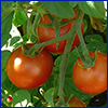 red tomatoes on the vine