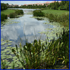 A lake's edge view with grasses and lilypads visible in the foreground, the water surrounded by trees and green plants