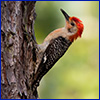 A woodpecker clinging to the side of a pine tree