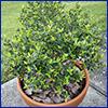 Small yaupon holly shrub in pot on patio