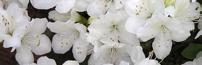 white azalea flowers