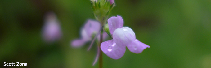 A pretty blue wildflower most commonly thought of as a weed