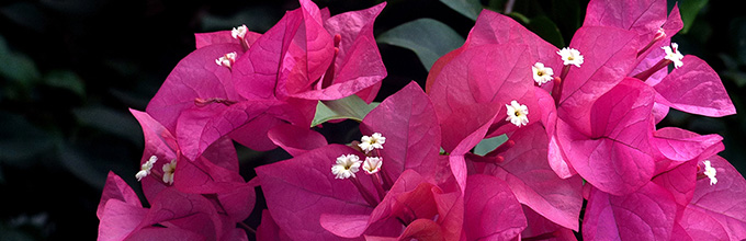 Hot pink flower-like bracts of bougainvillea