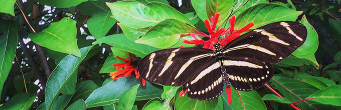 Zebrawing butterfly on firebush flowers 