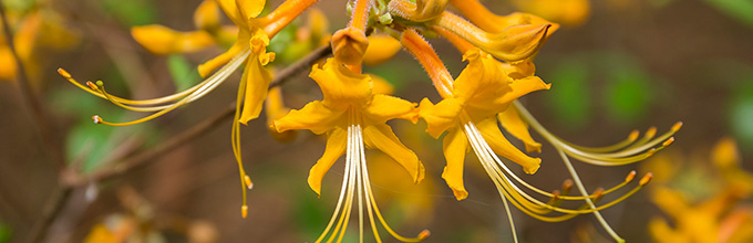 Delicate orange flowers of the native Florida flame azalea