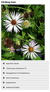 Thumbnail screenshot of the bee app on a mobile phone showing a bee-friendly flower