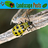 Photo of a cucumber beetle, which resembles a yellow ladybug