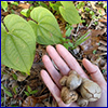 hand shown holding small potato like bulbils