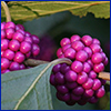 Bright purple clusters of berries growing right on a stem