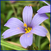 lavender blue flower with yellow stamen and center