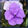 Purple flower with white one directly behind it