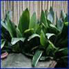 leafy green landscape plants in front of a wooden privacy fence