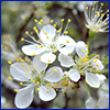 Small white flowers with long yellow-tipped stamens