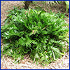 Coonties are green prehistoric plants