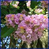 Pink crapemyrtle flowers