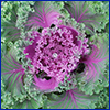 The purple center leaves of ornamental kale