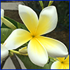 white pinwheel shaped flower with creamy yellow center