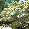 A fringetree covered with white flowers