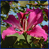 Hot pink flower on tree