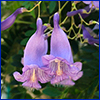 Two large tubular purple flowers dangling