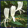 three white flowers