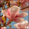 Pink-white flowers of a saucer magnolia