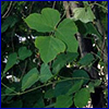 vine with leaves in groups of three