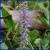 A spike of tiny purple flowers