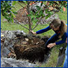 Woman planting a tree