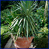 Yucca plant in a terracotta pot