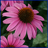 purple flower with prominent dark purple center