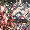 Wine-colored ornamental grass with tan, feathery plumes