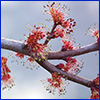 The tiny flowers of a red maple